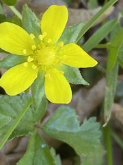 Waldsteinia
