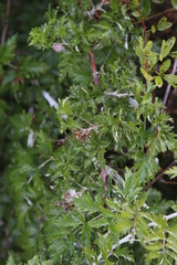 Rubus ludwigii