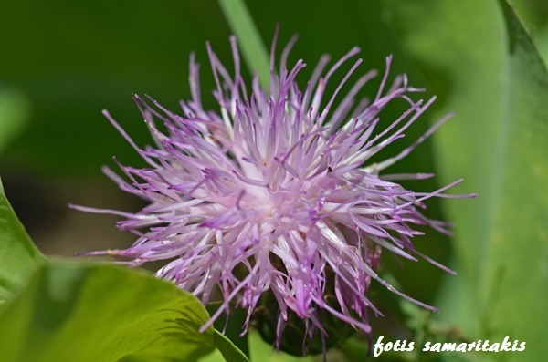 Klasea cretica