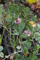 Rubus ludwigii