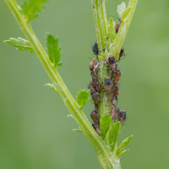 Metopeurum