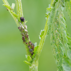 Metopeurum