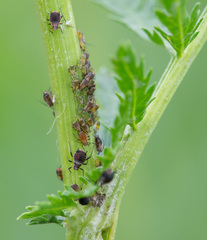 Metopeurum