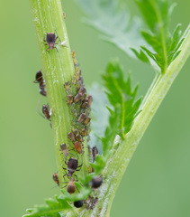 Metopeurum