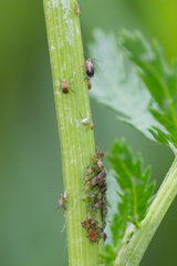 Metopeurum