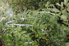 Rubus ludwigii