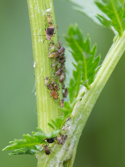 Metopeurum