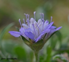 Knautia integrifolia