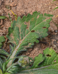 Knautia integrifolia