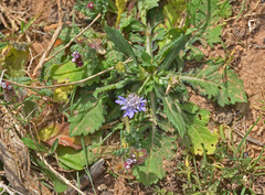 Knautia integrifolia