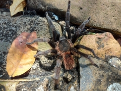 Sericopelma