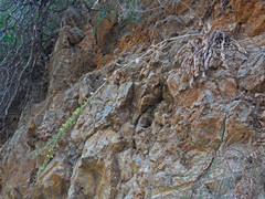 Lactuca acanthifolia