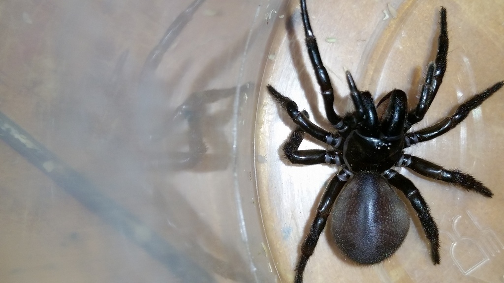Flinders Ranges Funnel-web from Flinders Ranges SA 5434, Australia on ...