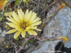 Lactuca tuberosa