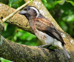 Stactolaema leucotis