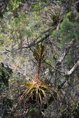 Tillandsia calothyrsus