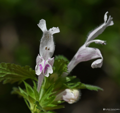 Lamium garganicum striatum