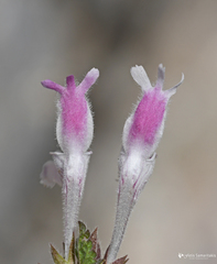 Lamium garganicum striatum
