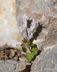 Lamium garganicum striatum