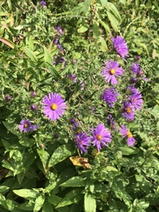 Symphyotrichum novae-angliae