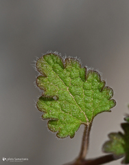 Lamium garganicum striatum