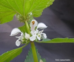 Lamium moschatum