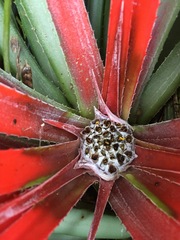 Fascicularia bicolor