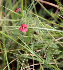 Jamesbrittenia breviflora