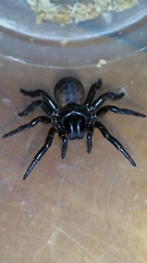 Hadronyche flindersi