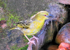 Ploceus cucullatus spilonotus