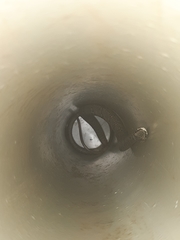 Thelotornis capensis