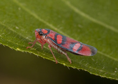 Erythrogonia jucunda