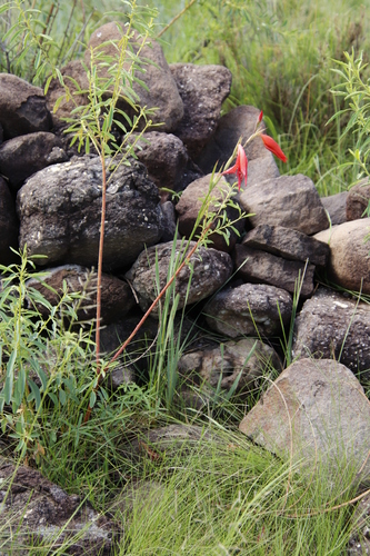 Image of Gladiolus saundersii by (c) Tony Rebelo, some rights reserved (CC BY-SA)