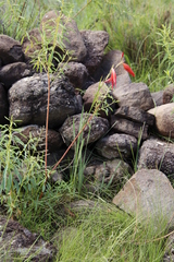Gladiolus saundersii
