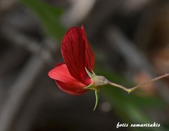 Lathyrus cicera