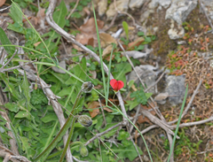 Lathyrus cicera