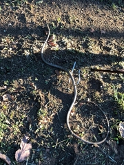 Thelotornis capensis