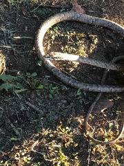 Thelotornis capensis