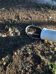 Thelotornis capensis