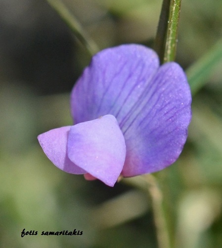 veiny-podded vetchling (Lathyrus neurolobus)