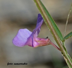 Lathyrus neurolobus