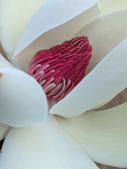 Magnolia campbellii