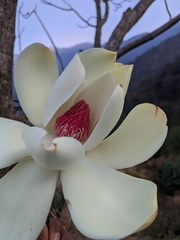 Magnolia campbellii