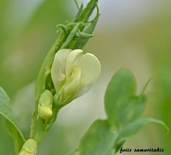 Lathyrus ochrus