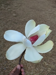Magnolia campbellii