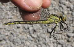 Arigomphus cornutus