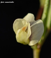 Lathyrus saxatilis