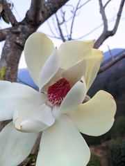 Magnolia campbellii