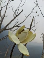 Magnolia campbellii