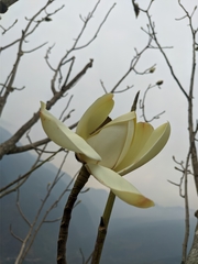 Magnolia campbellii